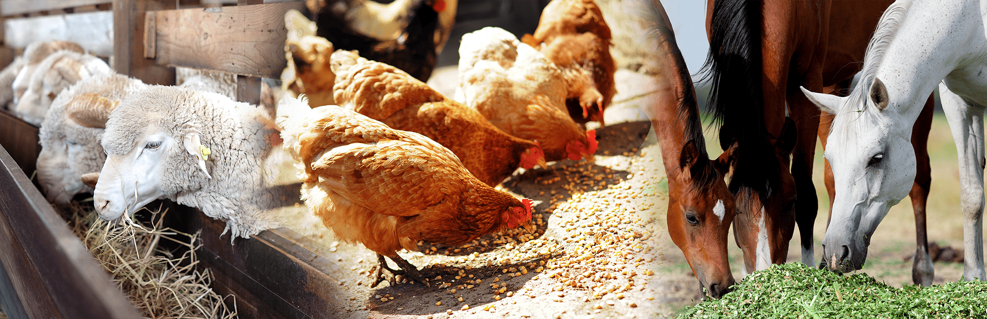 Ascorbyl Palmitate supplier Ascorbyl Palmitate supplier